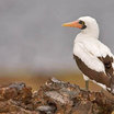 Nazca Booby